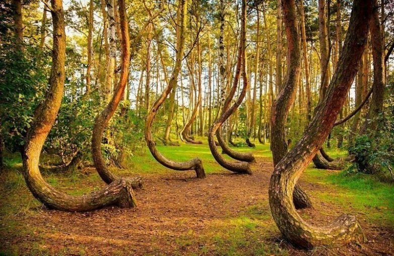 9 самых удивительных лесов планеты