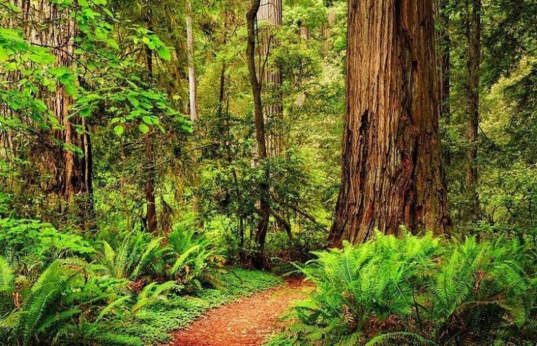 9 самых удивительных лесов планеты