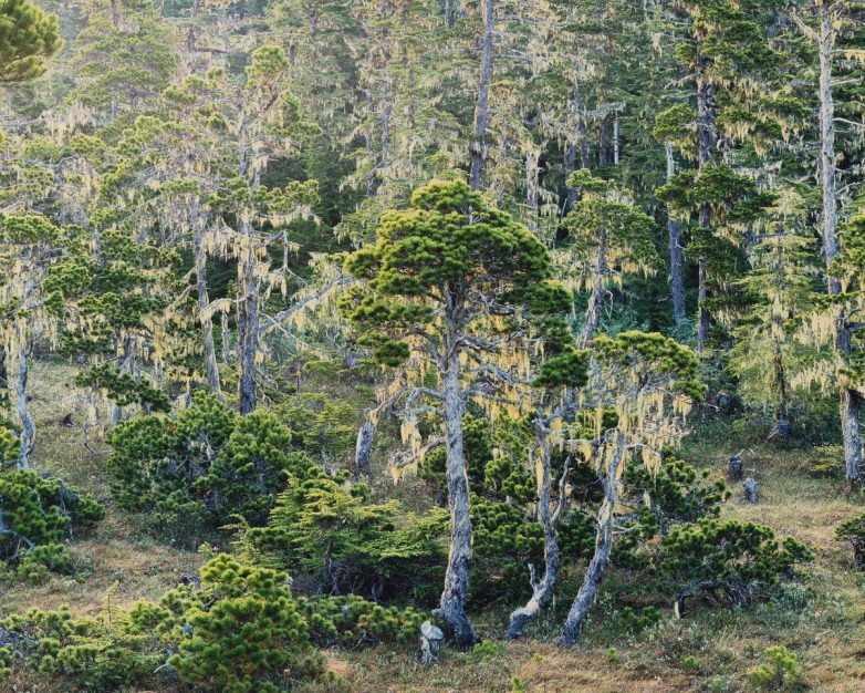 В царстве Берендея: лесные снимки Кристофера Бёркетта
