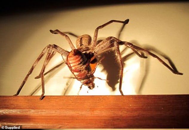Обычные будни Австралии: гигантский паук заблокировал вход в жилище