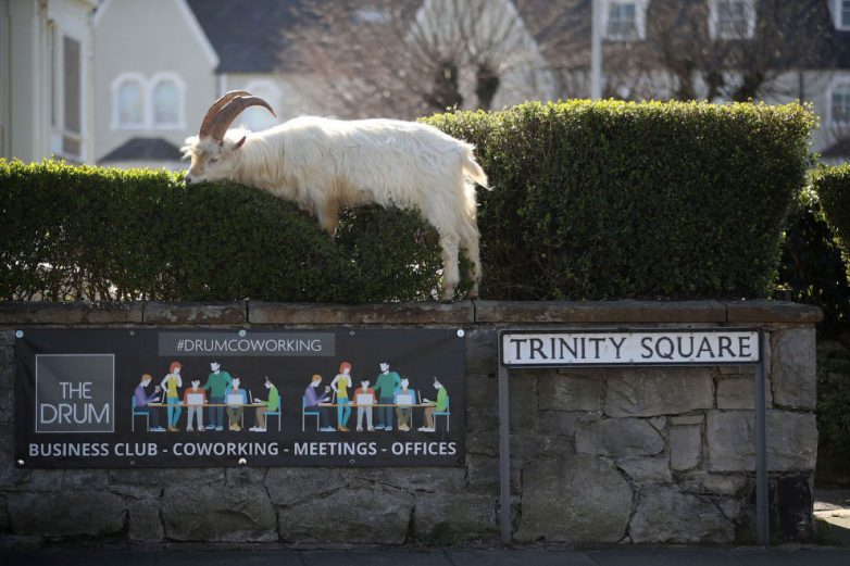 Минутка позитива: нашествие горных коз в уэльском городке