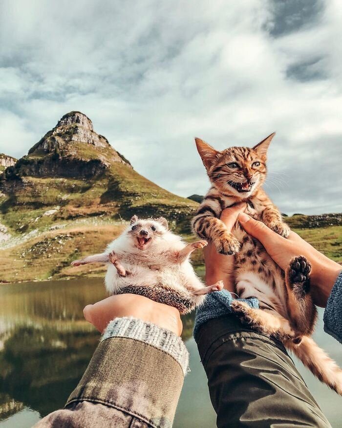 Милейшее кругосветное путешествие с ёжиком и бенгальским котиком