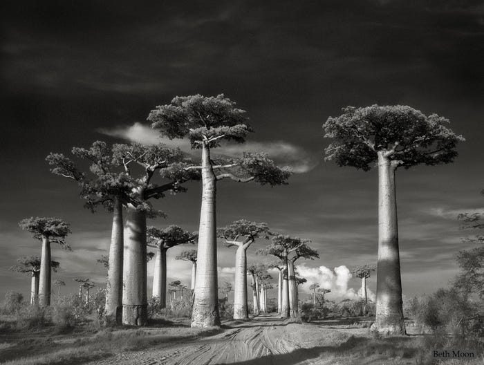 Самые древние и величественные деревья планеты на фото