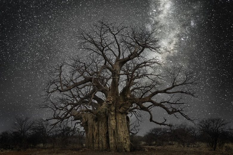 Бет Мун снимает деревья на фоне звёздного неба