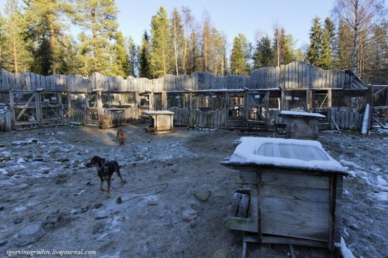 Где живут оленеводы: путешествие в Лапландию
