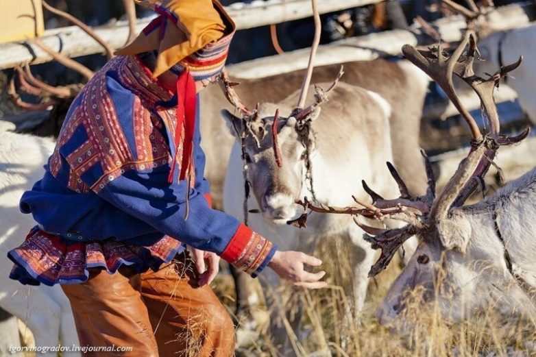 Где живут оленеводы: путешествие в Лапландию