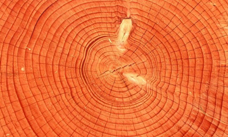 5 самых старых деревьев России
