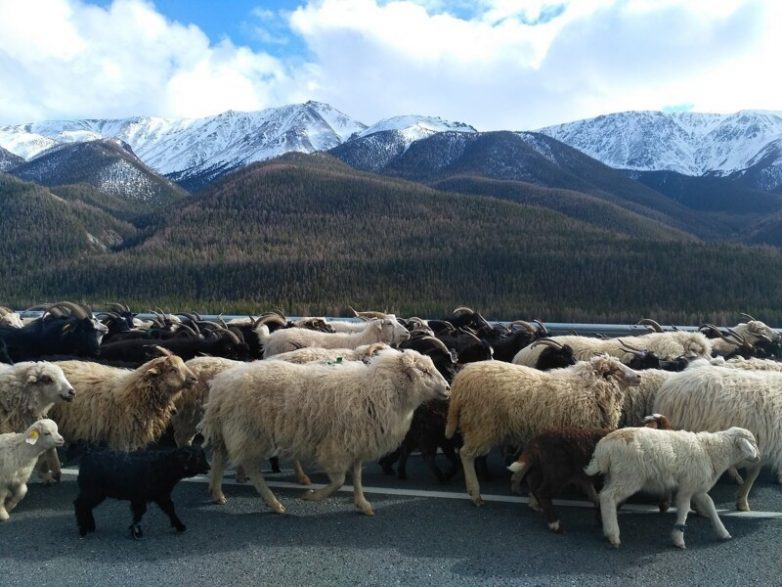 8 причин отправиться в путешествие на сказочный Алтай