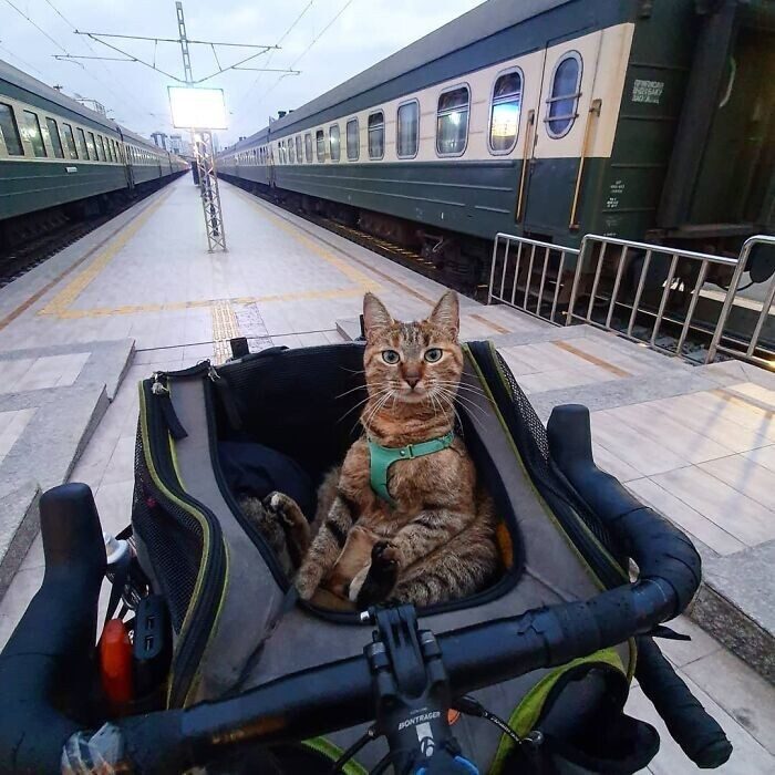 Два путешественника: шотландец и его верная... кошка!