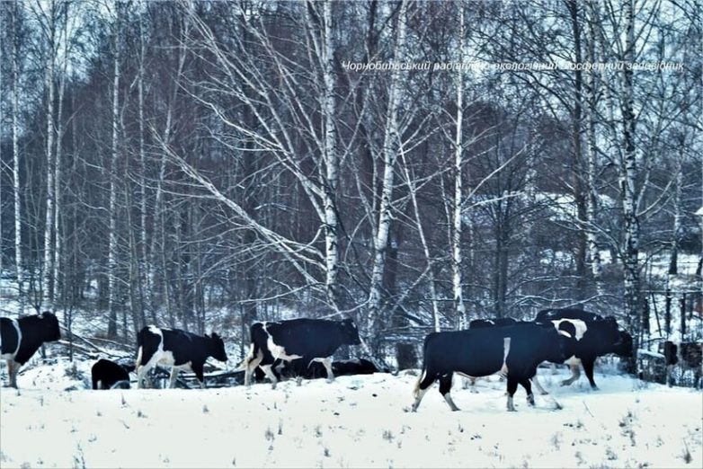 Одичавшие коровы Чернобыля