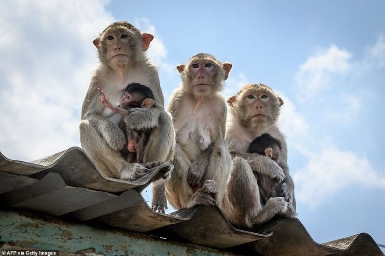 Фестиваль кормления обезьян — колоритная традиция Таиланда