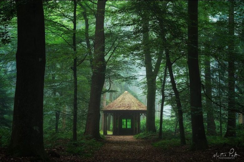 Волшебные леса на снимках Мартина Подта