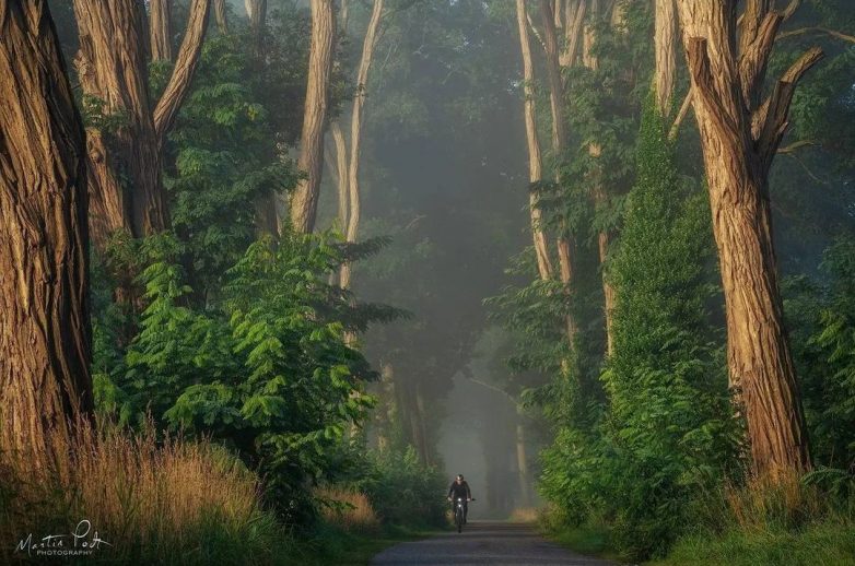 Волшебные леса на снимках Мартина Подта