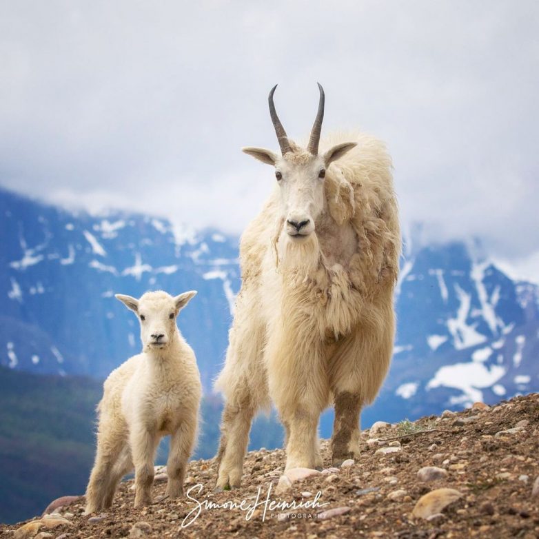 Дикая фауна Канады на снимках тревел-фотографа