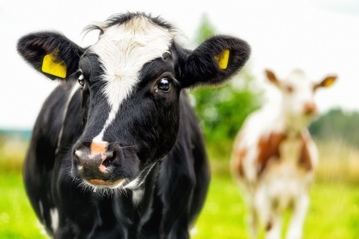 Вопрос на засыпку: зачем австралийцы разводят коров?