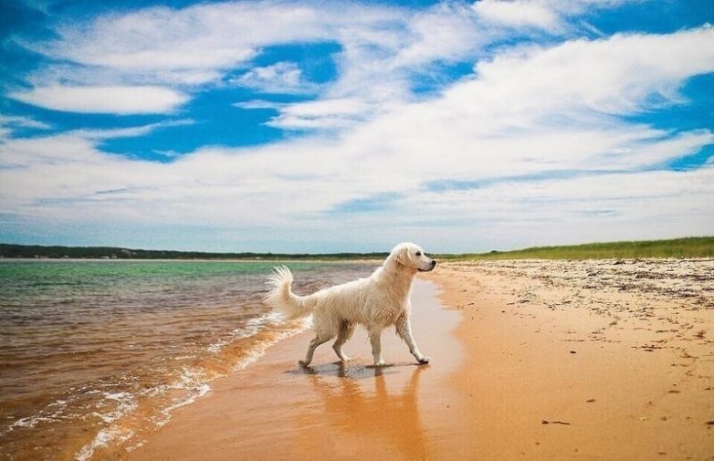 Финниан: пёс, терапевт, путешественник