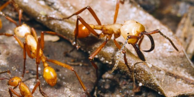 Туристу на заметку: чем опасны укусы муравьёв и что с ними делать