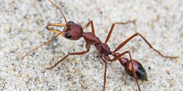 Туристу на заметку: чем опасны укусы муравьёв и что с ними делать