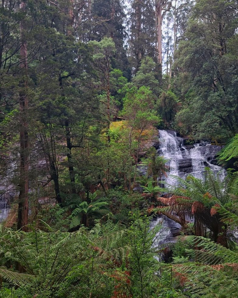 Красивый водопад в австралийском лесу