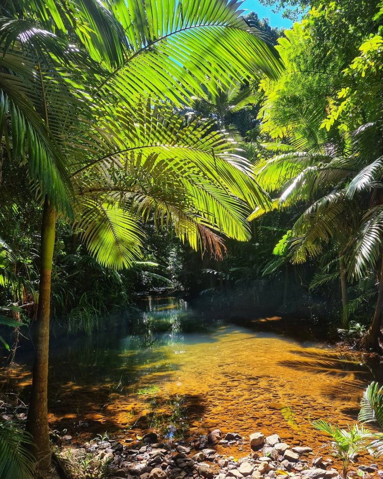 Сказочно красивый уголок в австралийском тропическом лесу