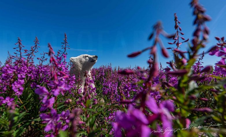 Дикие животные и красивая природа на снимках тревел-фотографа