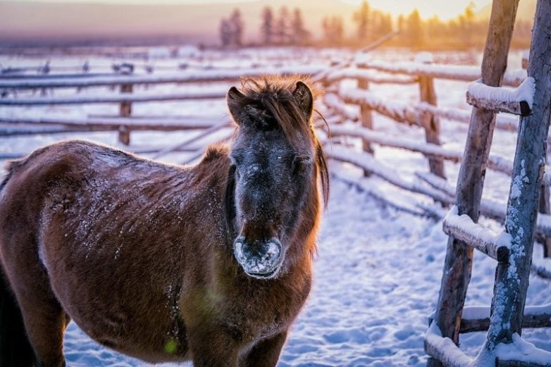 Как выживают якутские лошади в суровых условиях Сибири