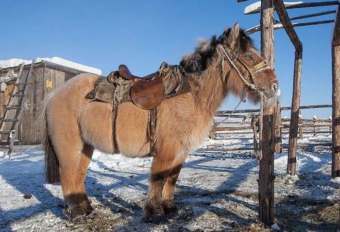 Как выживают якутские лошади в суровых условиях Сибири