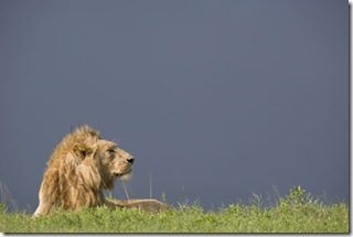 Национальный парк Серенгети: жемчужина Африки