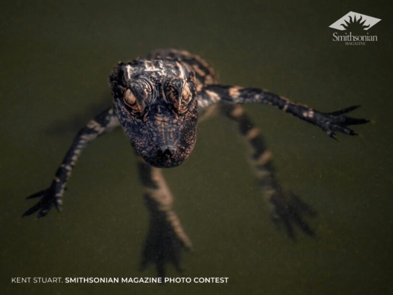 12 чудесных снимков с конкурса Smithsonian Magazine, которые показывают всю красоту нашей планеты