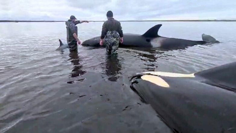 На Камчатке косатки застряли на мелководье