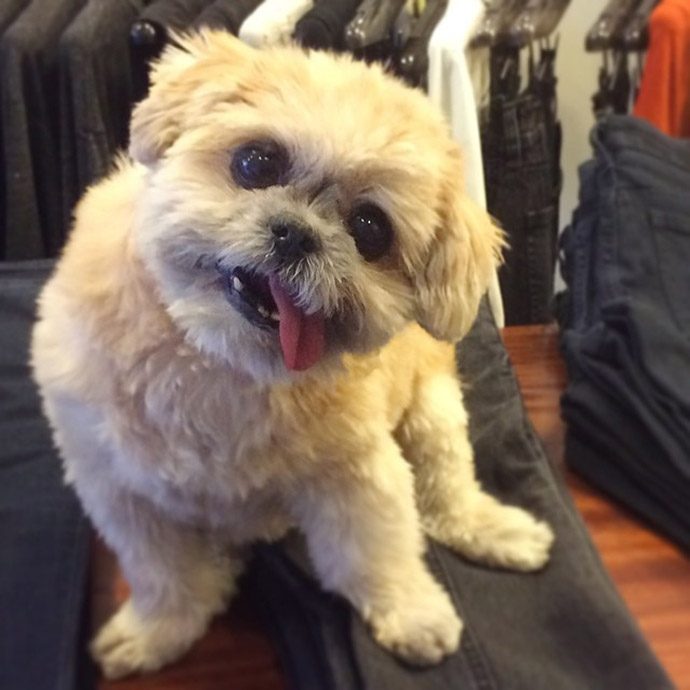 Бездомная собака обрела дом и стала звездой Instagram из-за сходства с Майли Сайрус