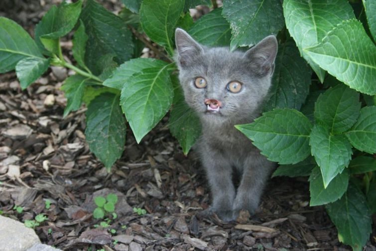 Вампирский кот Лазарус стал новой звездой интернета