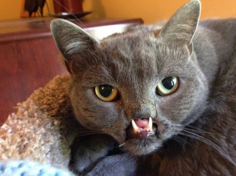 Вампирский кот Лазарус стал новой звездой интернета
