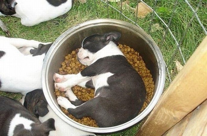 Смешные щенки, очаровательно заснувшие в самых неожиданных местах