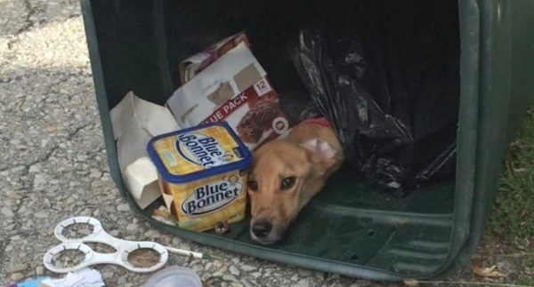 Дворник нашел этого пса, истощенного и заваленного мусором