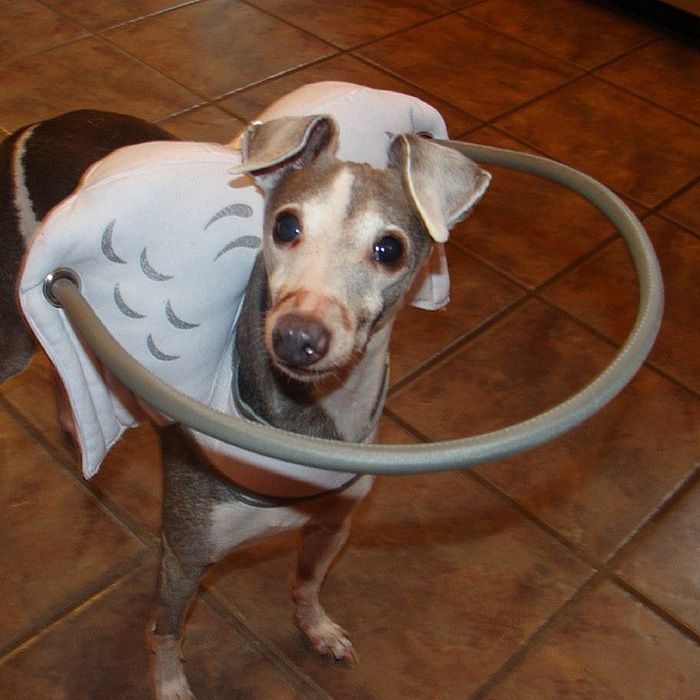 &quot;Ангельская&quot; защита для слепых собак