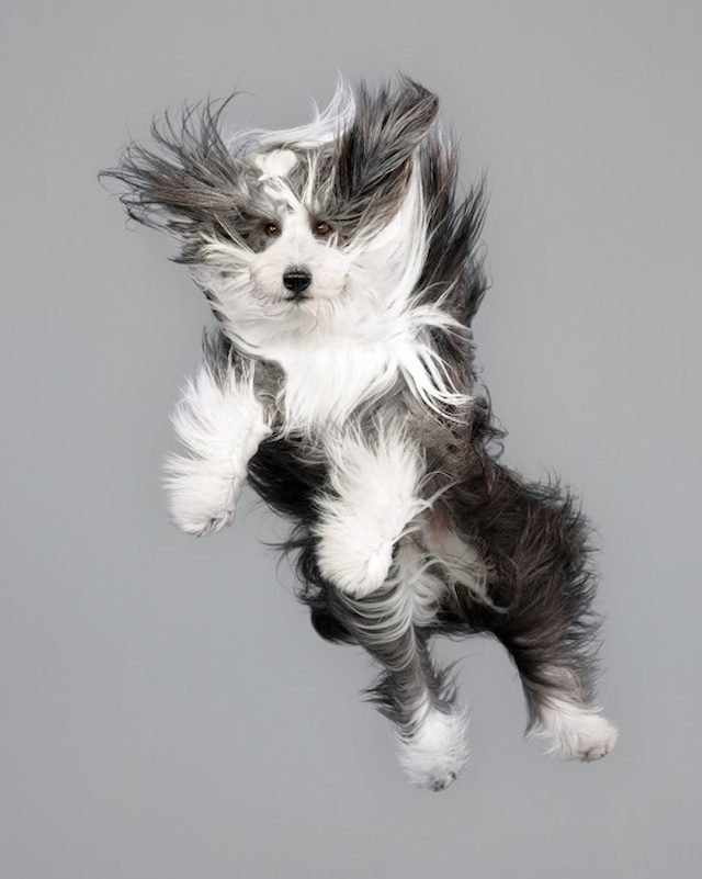 Фотографии собак в прыжке