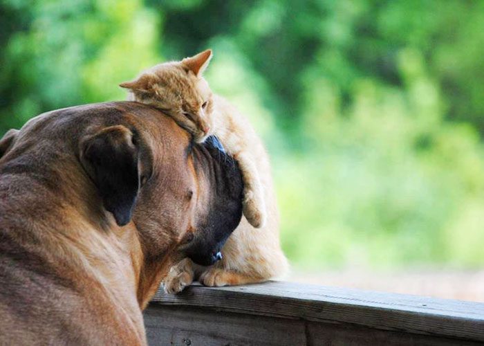 50 случаев удивительной дружбы животных