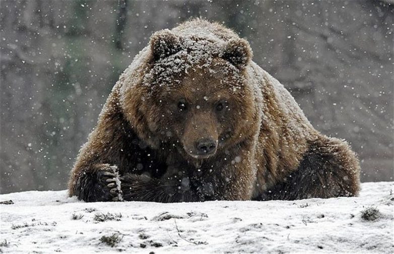 очаровательных животных в снегу Питомцы