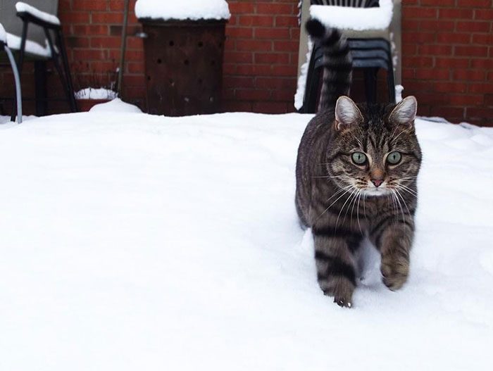 50 животных, которые любят зиму