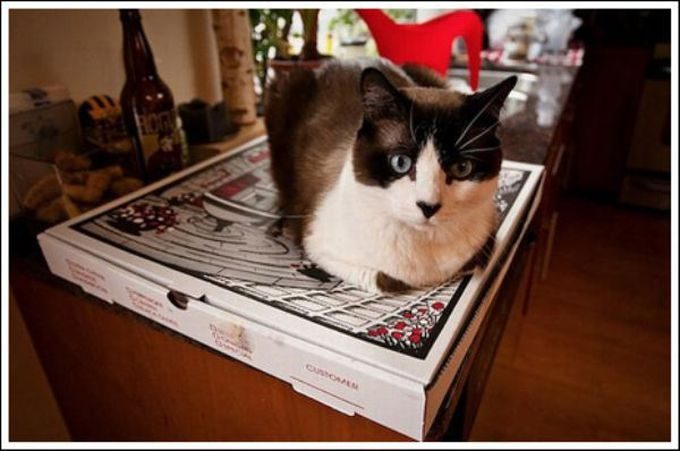 За что коты любят пиццу
