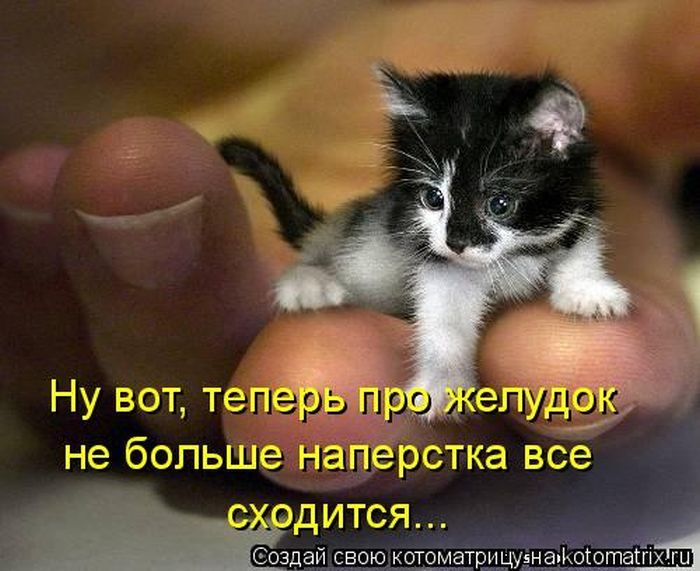 Лучшие котоматрицы недели