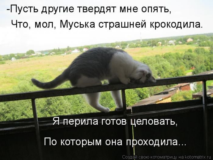 Лучшие котоматрицы недели