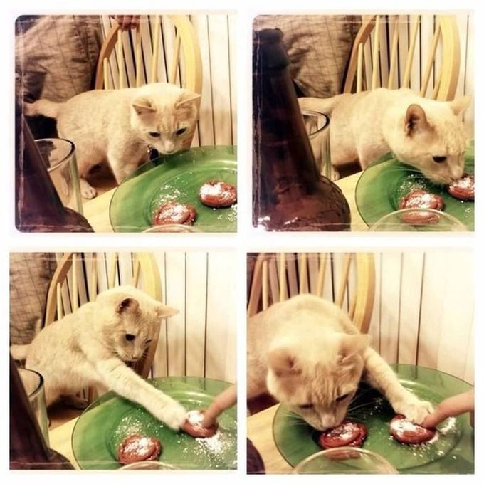 Коты, намеревающиеся съесть все новогодние сладости