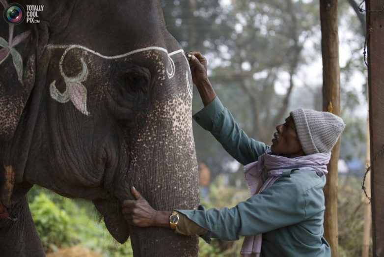 Фестиваль слонов в Непале