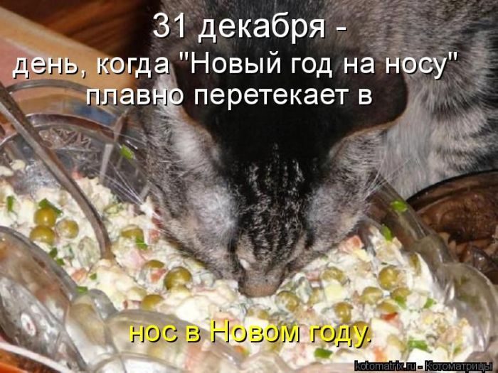 Лучшие котоматрицы недели