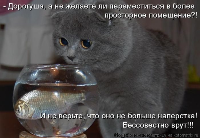 Лучшие котоматрицы недели