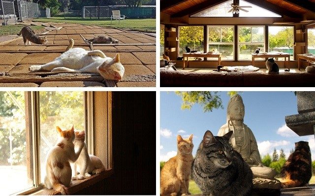 Более 700 кошек дружно живут в этом удивительном доме