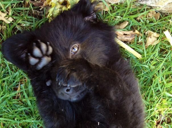 20 восхитительно пухлых щенков, которые выглядят как медвежата