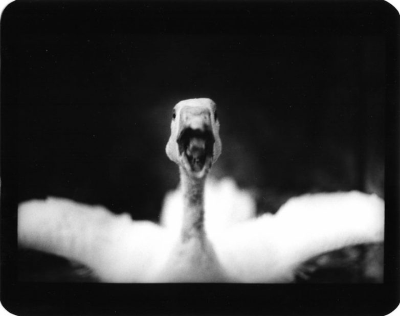 Животные в черно-белых фотографиях Джакомо Брунелли